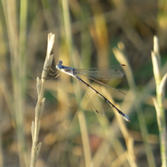 Lestes congener