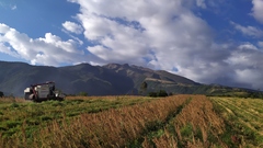 Chenopodium quinoa