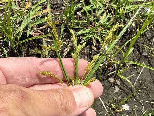 Cyperus iria observed 2025-06-19