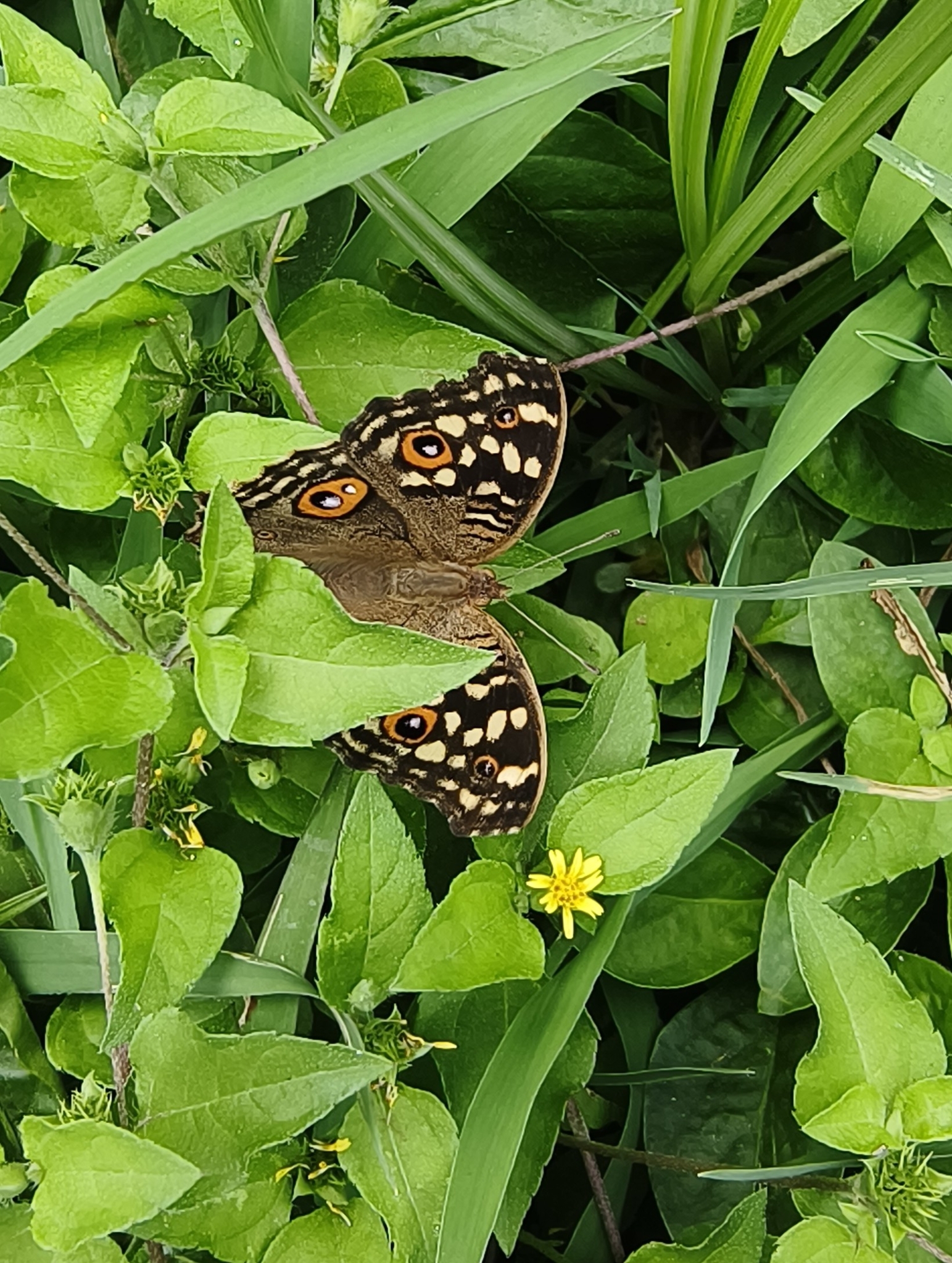 Lemon Pansy