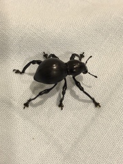 Pachyrhynchus infernalis