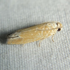 Eucosma floridana