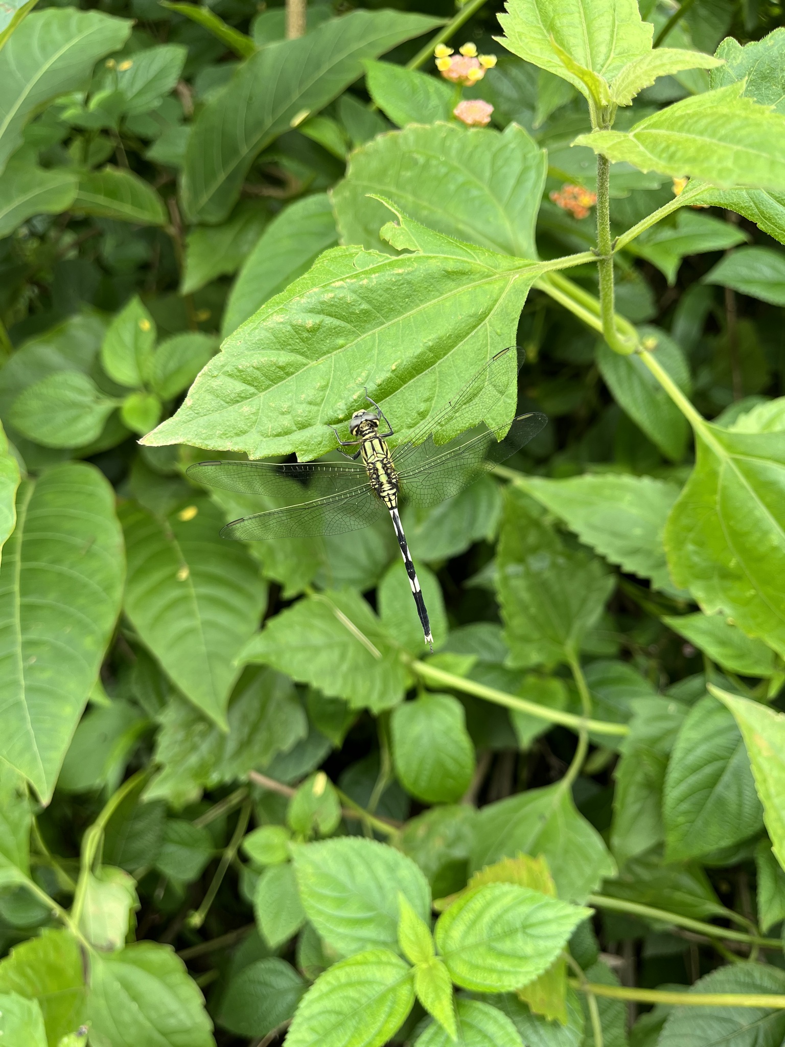 Slender Skimmer