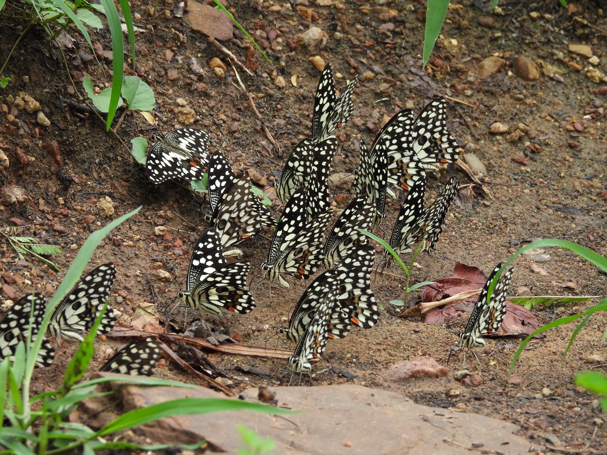 Lime Swallowtail