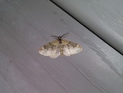 Xanthorhoe ferrugata