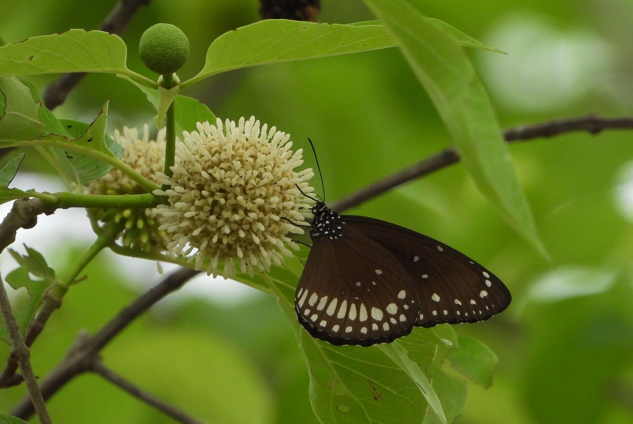 Common Crow