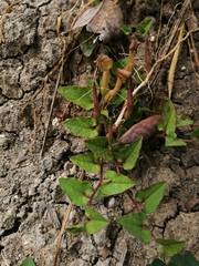 Aristolochia pueblana