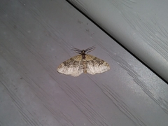 Xanthorhoe ferrugata