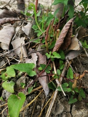 Aristolochia pueblana