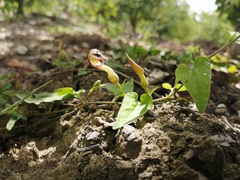 Aristolochia pueblana