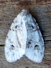 Clemensia ochreata