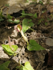 Aristolochia pueblana