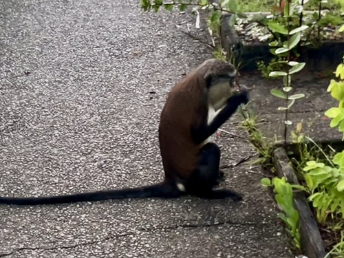 モナモンキー