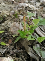 Aristolochia pueblana