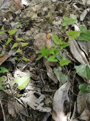 Aristolochia pueblana