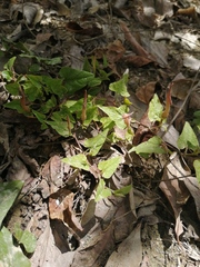 Aristolochia pueblana