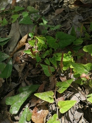 Aristolochia pueblana