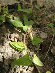 Aristolochia pueblana
