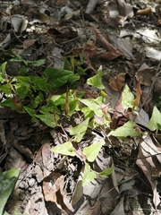 Aristolochia pueblana