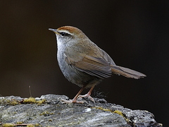 Grey-Sided Bush Warbler photo 4