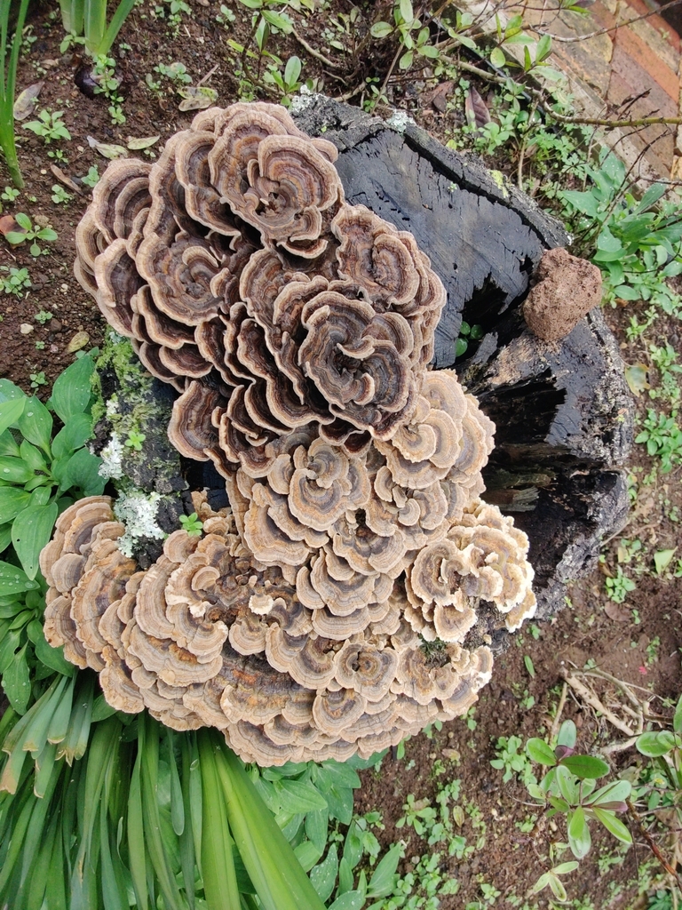 Trametes versicolor · June 2025 · photo: © mstirling (iNaturalist, cc-by)