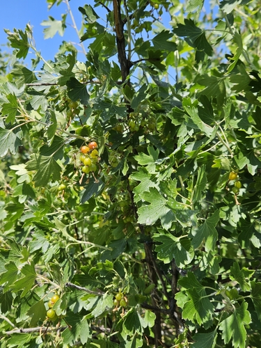 iNaturalist observation 2025-06-16