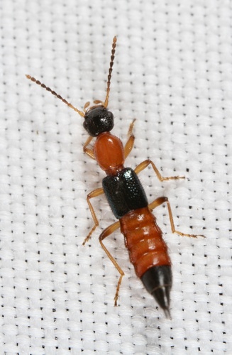 Shore Rove Beetle