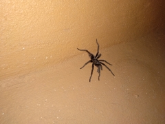 Araneae