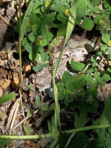 Unknown species found near Southwest Corridor, Billings, MT 59101, USA