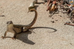 Leiocephalus carinatus