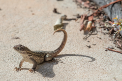 Leiocephalus carinatus