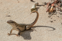 Leiocephalus carinatus