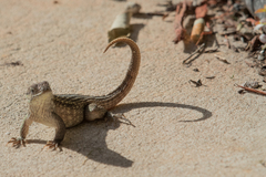 Leiocephalus carinatus