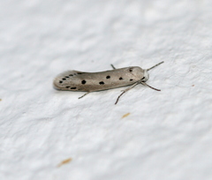 Ethmia quadrinotella