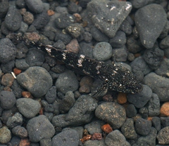 Mauligobius maderensis