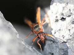 Delta dimidiatipenne
