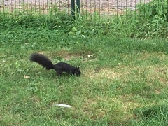 Sciurus carolinensis