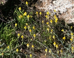 Nanorrhinum