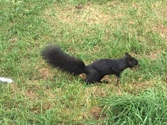 Sciurus carolinensis