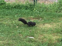 Sciurus carolinensis