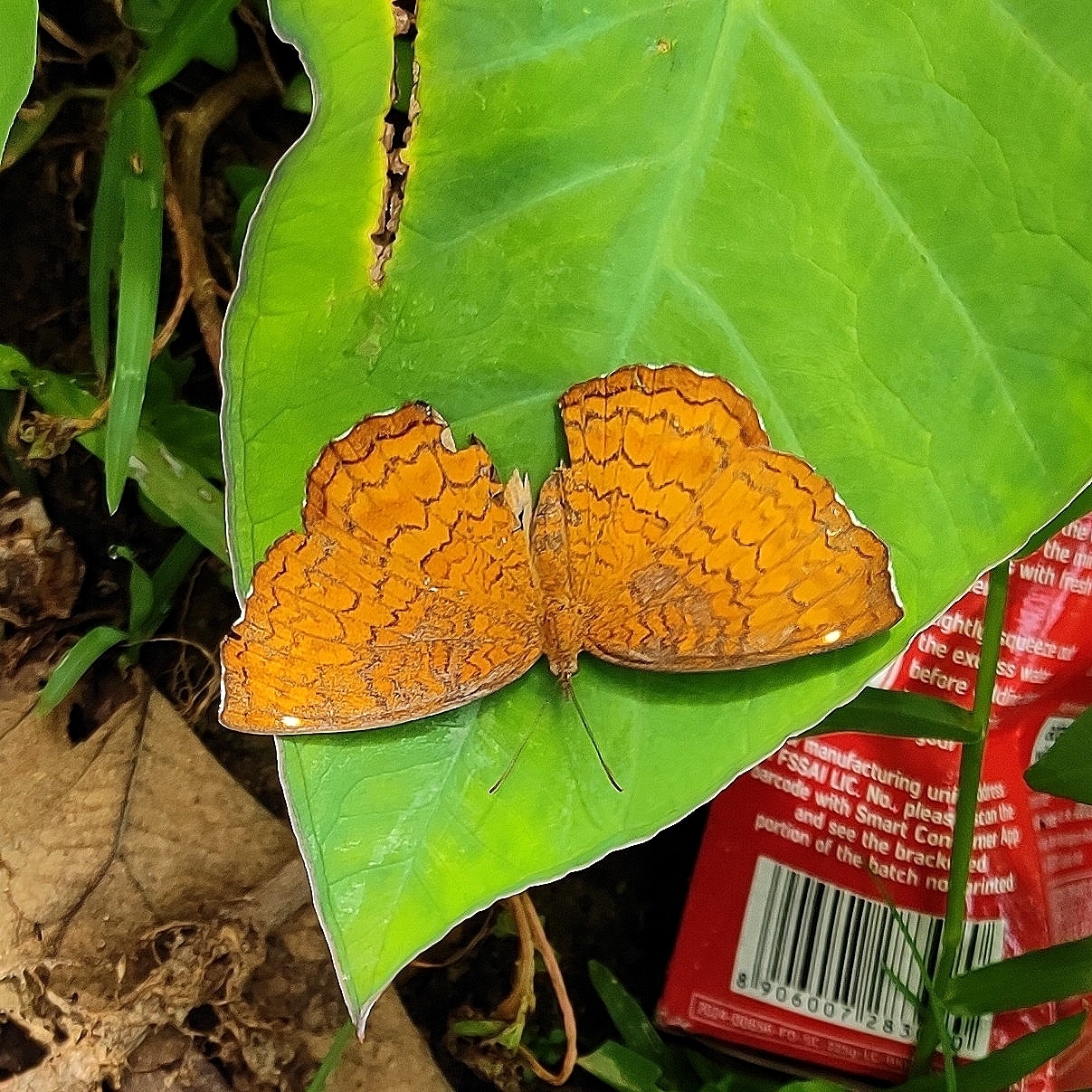 Common Castor