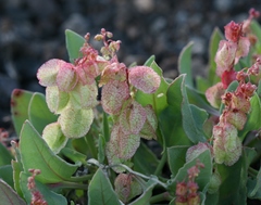Rumex vesicarius