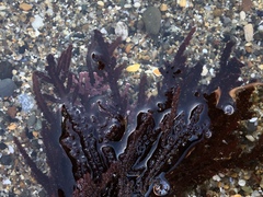 Neoptilota densa