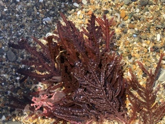 Neoptilota densa