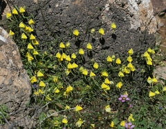 Nanorrhinum