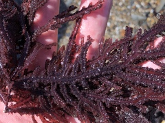 Neoptilota densa