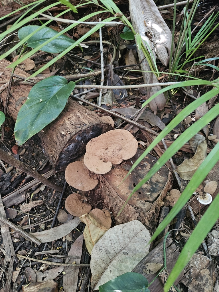 Ganoderma ellipsoideum