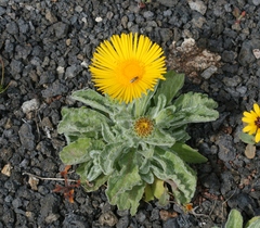 Pulicaria canariensis