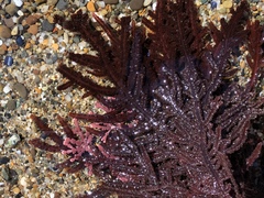 Neoptilota densa