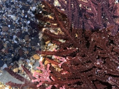 Neoptilota densa